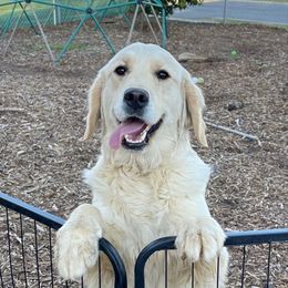 Nyx - Golden Retriever