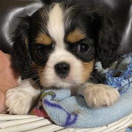 Tiny spider - Tri-color male Cavalier King Charles Spaniel puppy in Valley, Washington from F-Stop Cavaliers
