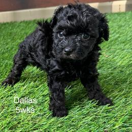 Dallas - Black female Yorkipoo puppy in Waldorf, Maryland from Luv My Yorkies, LLC