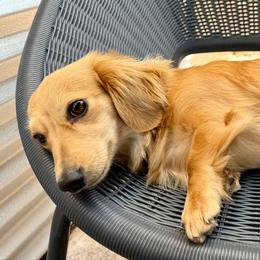 Waffles - Dachshund