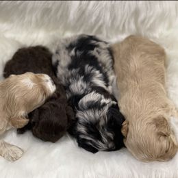 Cockapoo and Poodle Puppies from Nikol Nik