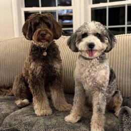 Australian Labradoodle puppies from Providence Labradoodles, LLC