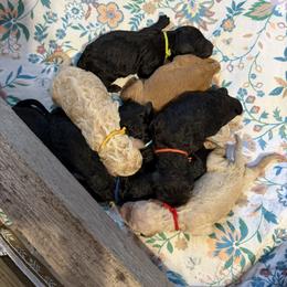 Goldendoodle Puppies from McCaslin's Doddles