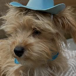 Miniature Schnauzers and Schnoodles from River and Pine Pups