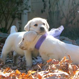 Labrador Retrievers from Karen Powell