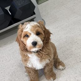 Bernedoodle and Cavapoo Puppies from Wonderful World Doodles