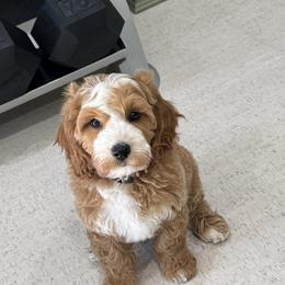 Bernedoodle and Cavapoo Puppies from Wonderful World Doodles