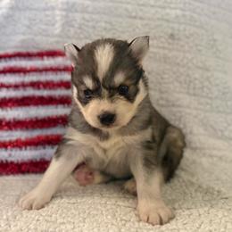 Elio - Sable and white male Siberian Husky puppy in London, Ohio from Rose Trail Siberian’s