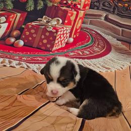 Purple Collar - Black and tan female Pembroke Welsh Corgi puppy in Grass Valley, California from Triple M Ranch Corgi's