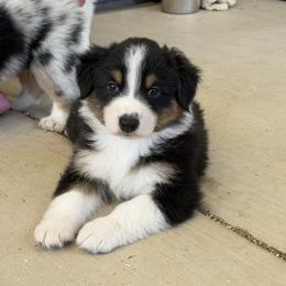 Jackson - Black tri-color male Australian Shepherd puppy in Phoenix, Arizona from Heartfire Aussies