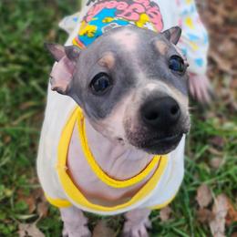 Hearts Autumn in Satin -  Satin - Black tan and white female American Hairless Terrier puppy in Lebanon, Missouri from Hearts Companions