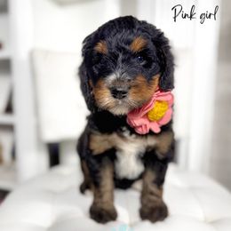 Pink girl - Tri-color female Bernedoodle puppy in Valdese, North Carolina from Doodling All Day Goldendoodles