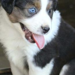 Baxter - Black tri male Miniature Australian Shepherd puppy in Gretna, Virginia from Adams Acres Cattle Dogs