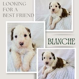 Blanche - Red female Double Doodle puppy in Oak Island, North Carolina from Carolina Cavapoo Puppies
