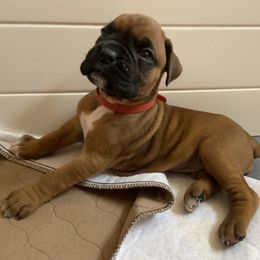 Boxer Puppies from Red Rock Boxers
