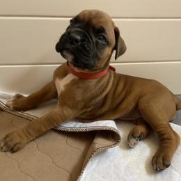 Boxer Puppies from Red Rock Boxers