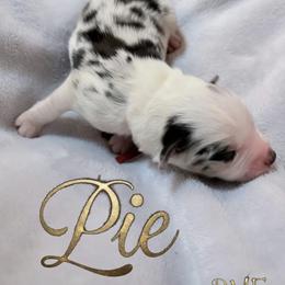 Pie - Blue merle female Miniature American Shepherd puppy in Olympia, Washington from Shamayim Shepherds