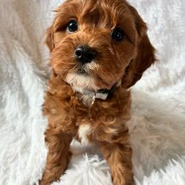 Rain - Apricot male Cavapoo puppy in Adrian, Oregon from ApplebyFarm
