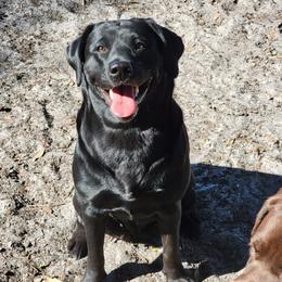 Sabal - Labrador Retriever