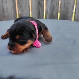 Mis. Pink - Black and gold female Yorkshire Terrier puppy in Woodway, Texas from The Yorkie Empire