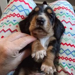 Girl 3 - Black white and brown female Basset Hound puppy in Shelbyville, Michigan from Buck Wild 4 Bassets