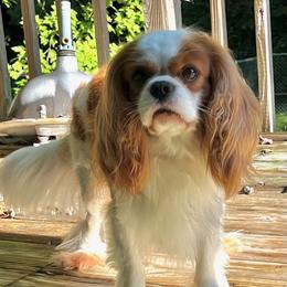 Mojo - Cavalier King Charles Spaniel