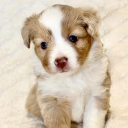Miss Scarlett - female Toy Australian Shepherd puppy in Lowgap, North Carolina from Ramblin’ Rose Mini's