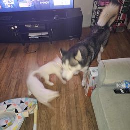 Siberian Husky Puppies from Jackson's Siberians