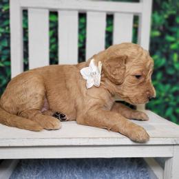Trixie - Red  female Goldendoodle puppy in Woodburn, Indiana from DNLS Doodle Puppies