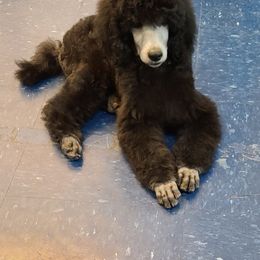 Poodle Puppies from BrioPanache Poodles