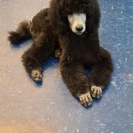 Poodle Puppies from BrioPanache Poodles