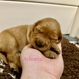 Artemis - Dark golden female Golden Retriever puppy in Jacksonville, Florida from River City Goldens