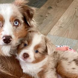 Australian Shepherds and Miniature Australian Shepherds from Beaver Dam Mini Aussies