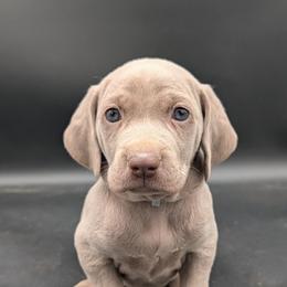 Lorraine - Silver gray female Weimaraner puppy in Evart, Michigan from Drehbar Weimaraners