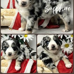 (7) Sapphire, BMF - Blue merle female Miniature American Shepherd puppy in Huntington, Texas from JKKJ Farms, LLC