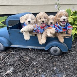 Cockapoo Puppies from East St. Poodles & Doodles