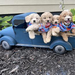 Cockapoo Puppies from East St. Poodles & Doodles