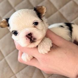 Cleopatra - Parti female Yorkshire Terrier puppy in Hope, Indiana from DJ Yorkies
