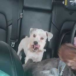 Chester - Miniature Schnauzer