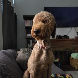 Apple - Goldendoodle