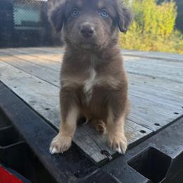 Moses - Red tri-color male Australian Shepherd puppy in Columbia, Kentucky from Caywood Aussies