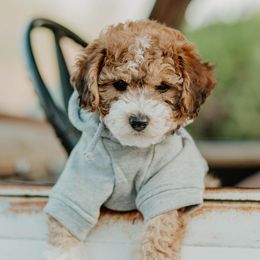 Bernedoodles, Cavapoos, and Sheepadoodles from Arizona Desert Doodles