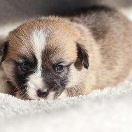 Delight - Red female Pembroke Welsh Corgi puppy in Morgantown, Pennsylvania from Goldstar Puppies (License Number 18519)