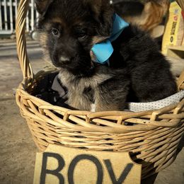 German Shepherd Puppies from Haus of Beautiful Chaos German Shepherds