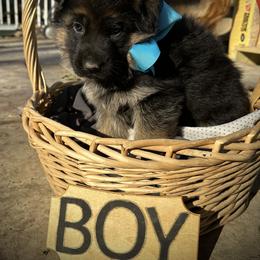 German Shepherd Puppies from Haus of Beautiful Chaos German Shepherds