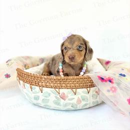 Milan - Dapple female Dachshund puppy in Greenville, North Carolina from The Gorman Farms