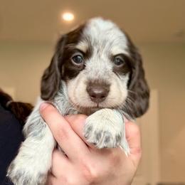 Purple Collar - Piebald female Dachshund puppy in Beaver, Pennsylvania from Meaden’s Mini Dachshunds