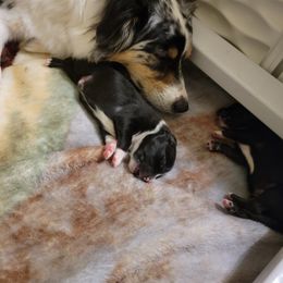 Australian Shepherd Puppies from Summit Australian Shepherds