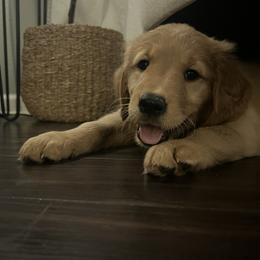 Golden Retriever Puppies from Washington Lakeside Goldens