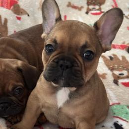 Ringo Starr - Fawn male French Bulldog puppy in Litchfield, Ohio from Rock N’ Roll Frenchies